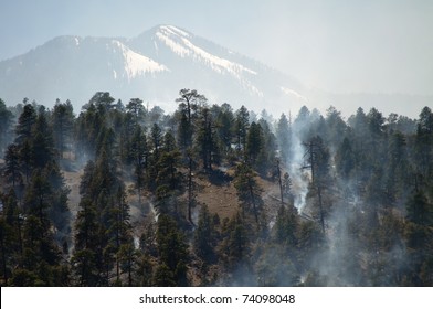 Wild Fire In The Coconino National Forest