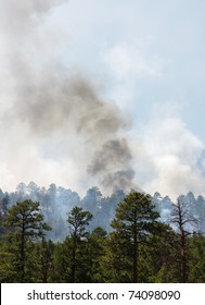 Wild Fire In The Coconino National Forest