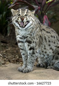 Wild Fishing Cat