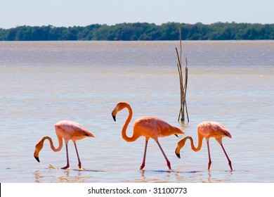 Wild flamingos in Mexico
