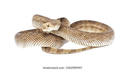 Wild Florida Pine Snake - Pituophis melanoleucus mugitus - Defensive posture head up while hissing with mouth open isolated on white background side full body view  - Powered by Shutterstock