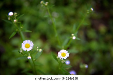 wild flower