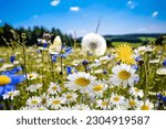  wild flower blooming field of cornflowers and daisies flowers ,poppy flowers, blue sunny sky ,butterfly and bee on flowers summer landscap