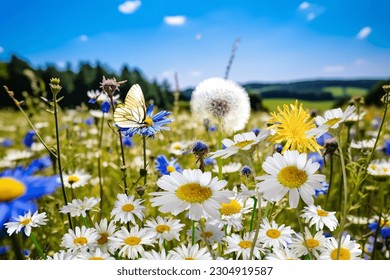  wild flower blooming field of cornflowers and daisies flowers ,poppy flowers, blue sunny sky ,butterfly and bee on flowers summer landscap - Shutterstock ID 2304919587