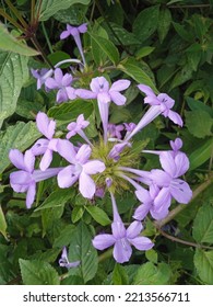 A Wild Flower Blossom On The Way To Hiking View Tower In Kathmandu