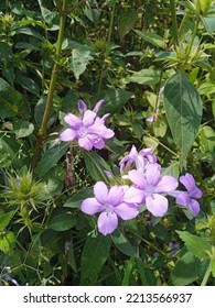 A Wild Flower Blossom On The Way To Hiking View Tower In Kathmandu