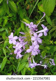 A Wild Flower Blossom On The Way To Hiking View Tower In Kathmandu