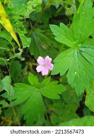 A Wild Flower Blossom On The Way To Hiking View Tower In Kathmandu