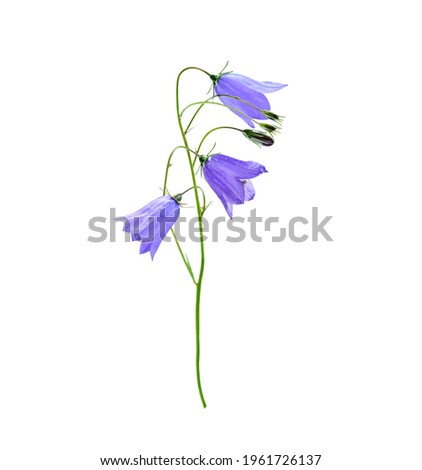 Wild flower bluebell of Campanula persicifolia also known as lilac bluebell, harebell, ladys thimble isolated on white background.