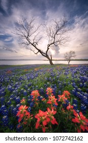 Wild flower Bluebonnet in Ennis City, Texas, USA, Sunset at Bardwell Lake.