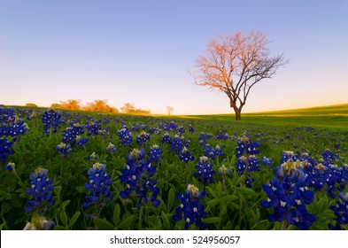 Wild flower Bluebonnet in Ennis City, Texas, USA, at sunset, dusk. BlueBonnet trail. Bluebonnets bloom Spring at Ennis. Leaf less tree and Bluebonnet field. Beautiful scene.