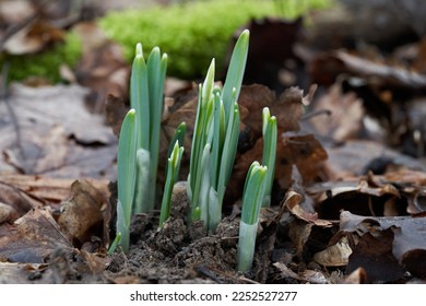 Wild flower Galanthus nivalis in the forest. Known as snowdrop. Snowdrops in January. - Shutterstock ID 2252527277