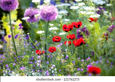 Wild Flower Garden With Poppies With Morning Sunlight