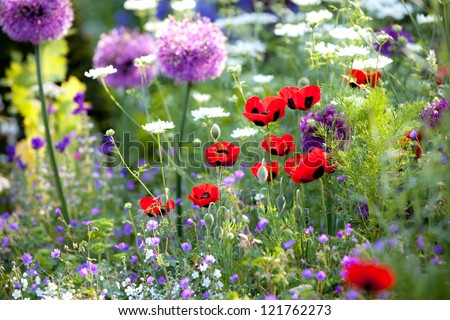 Wild flower garden with poppies with morning sunlight