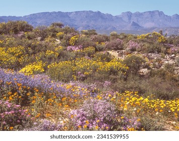 The Wild Flower Garden in the Ramskop Nature Reserve, in Clanwilliam in the Western Cape Province of South Africa, contains more than 350 species of wild flowers. 