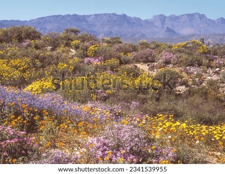 The Wild Flower Garden in the Ramskop Nature Reserve, in Clanwilliam in the Western Cape Province of South Africa, contains more than 350 species of wild flowers. 