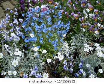 It is a wild flower in the garden.A garden is a planned space, usually outdoors, set aside for the display, cultivation and enjoyment of plants and other forms of nature. - Shutterstock ID 1143559232