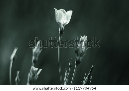 Similar – Image, Stock Photo grass stain Plant Flower