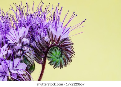 Wild Flower Lacy Phacelia Tanacetifolia On Yellow Background.  Blue Tansy Or Purple Tansy - Honey Plant, Attracting Pollinators Such As Honey Bees Or Bumblebee 