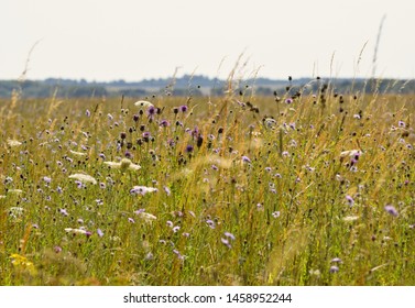 Wild Flower Meadow For The Conservation Of Wildlife In The UK