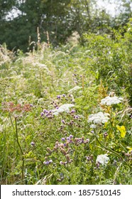 Wild Flower Meadow, Cow Parsley And Common Thistle In A Field Of Flowers, Buckinghamshire, UK