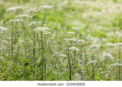 Wild Flower Meadow, Cow Parsley Growing In A Field Of Flowers, UK