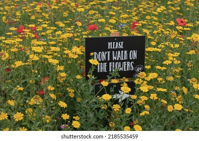 Wild Flower Meadow With A Sign  Asking People Not To Walk On The Flowers In Black And White