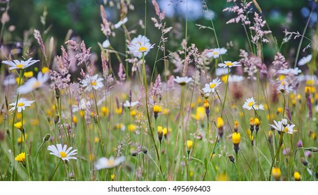 7,964 English countryside wild flowers Images, Stock Photos & Vectors ...