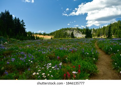Wild Flower Meadow In Three Sisters Wilderness