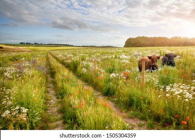 Wild flower meadow with two beautiful cows and a track and barbed wire fence. Natural landscape with beautiful flowers in long grass. Blue sky and clouds in summer time. 