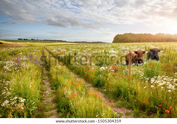 野生の草原に2頭の美しい牛と1本の道と鉄筋の柵がある 長い草の中に美しい花を持つ自然の風景 夏の青い空と雲 の写真素材 今すぐ編集