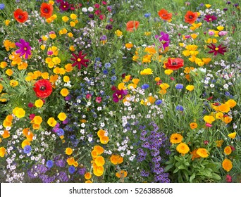 wild flower mix with poppies - Shutterstock ID 526388608