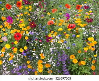 Wild Flower Mix With Poppies And Lots Of Bees