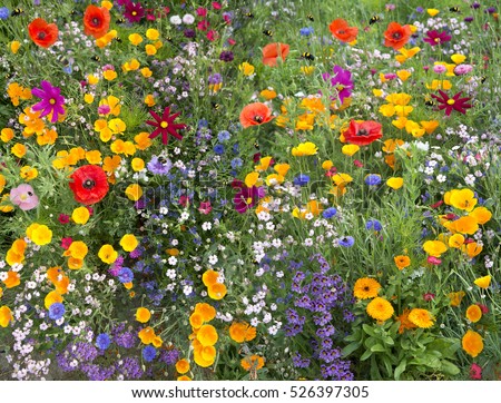 wild flower mix with poppies and lots of bees