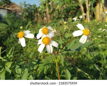 Wild Flower On The Road Side