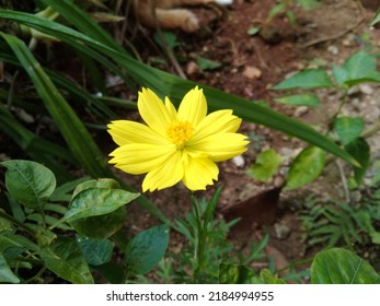 Wild Flower On The Road Side Of The Garden