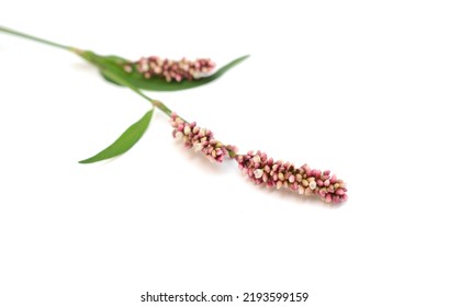 A Wild Flower Of  Polygonaceae, Knotweed Family