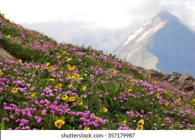 Wild Flower, Rohtang Pass