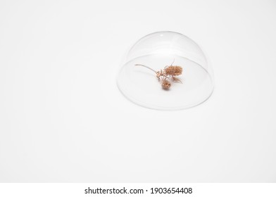 Wild Flower Thistle Under A Glass Dome On A White Background