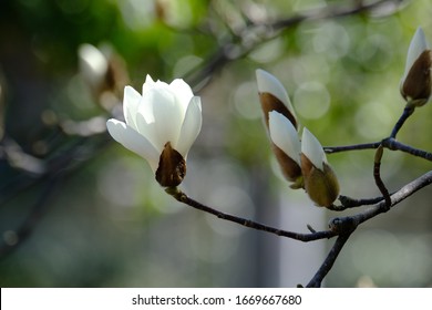 wild flower white magnolia is in forest