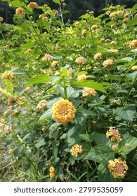 A wild flower whose name I don't know