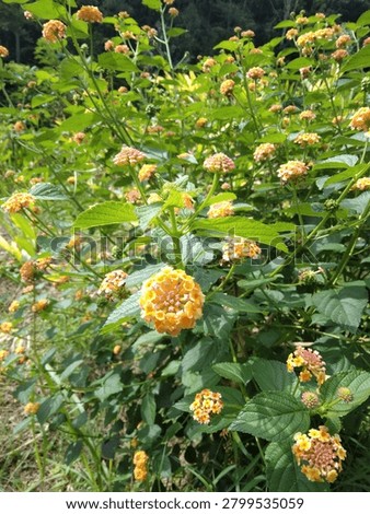 A wild flower whose name I don't know