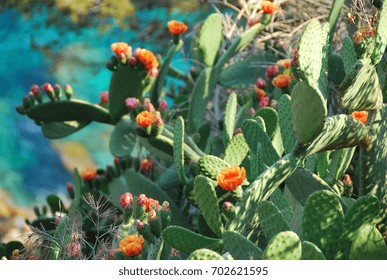 Wild Flowering Cactus In Spain