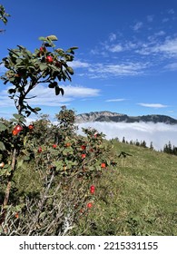 Wild Flowers Above The Fog