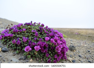 Wild Flowers Of Alaska North Slope