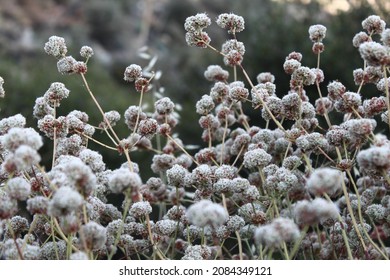 Wild Flowers At Angeles National Forest 