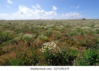 Wild Flowers In The Antifer Cape. Normandy Coast	