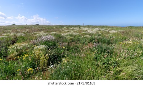 Wild Flowers In The Antifer Cape. Normandy Coast	