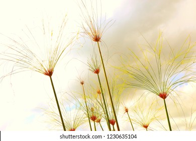 Wild flowers in application process.