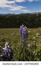 Wild Flowers In The Big Horn Mountains